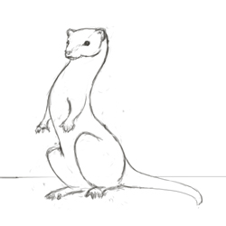 Ferret